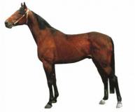 Бега России - СССР