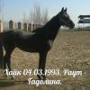 1996 год